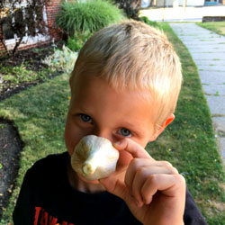 Reed with garlic volunteer