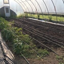 hoophouse1
