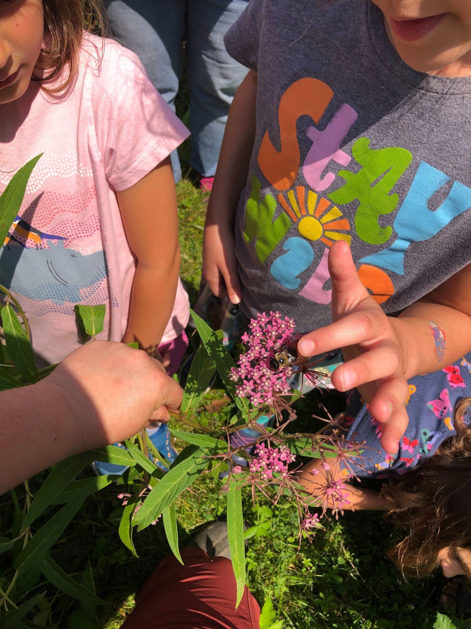 Pollinator programming at GJF