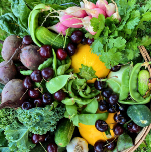 Example July Family Share A woven basket filled with colorful fresh produce, including yellow squash, green cucumbers, cherries, beets, radishes, and leafy greens on a grassy background.