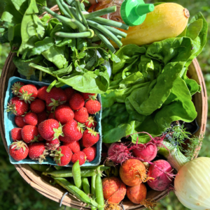 Example June Family Share A wicker basket filled with assorted fresh produce, including strawberries, green onions, various leafy greens, a yellow squash, pea pods, colorful radishes, and a white onion.