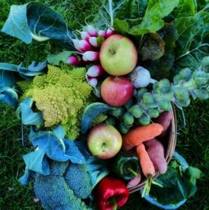 Example November Family Share A colorful basket filled with a variety of vegetables and fruits, including apples, garlic, radishes, romanesco, Brussels sprouts, carrots, and bell peppers, set against green grass.