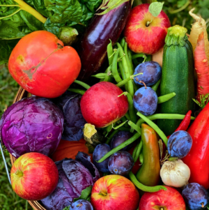 Example September Family Share A basket filled with vibrant fruits and vegetables, including red and purple apples, a tomato, eggplant, zucchini, green beans, plums, a red pepper, purple cabbage, and spinach leaves.