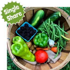 Single Share Example Wooden basket with City Fresh single share: blackberries, peppers, green beans, zucchini, cucumber, tomato, garlic, potatoes, carrots