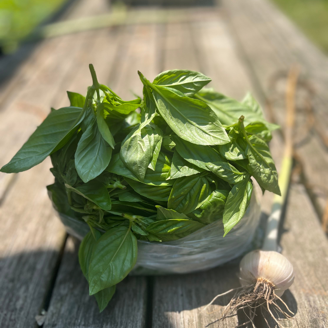 City Fresh Pesto Pack: $20 for 8 oz. of basil and 1-2 heads garlic. Generally available July-August.